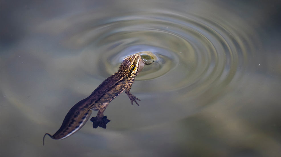 A palmate newt swimming to breath at the surface of a small pond, forming water ripples